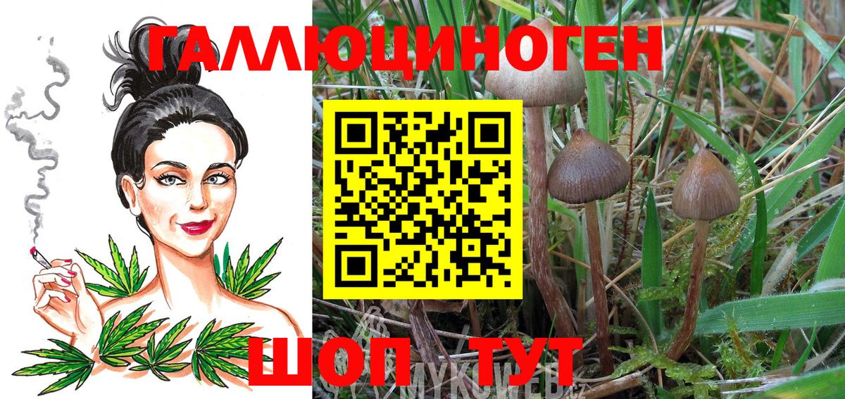 Псилоцибиновые грибы Cubensis Елабуга
